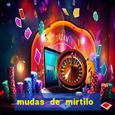 mudas de mirtilo em porto alegre